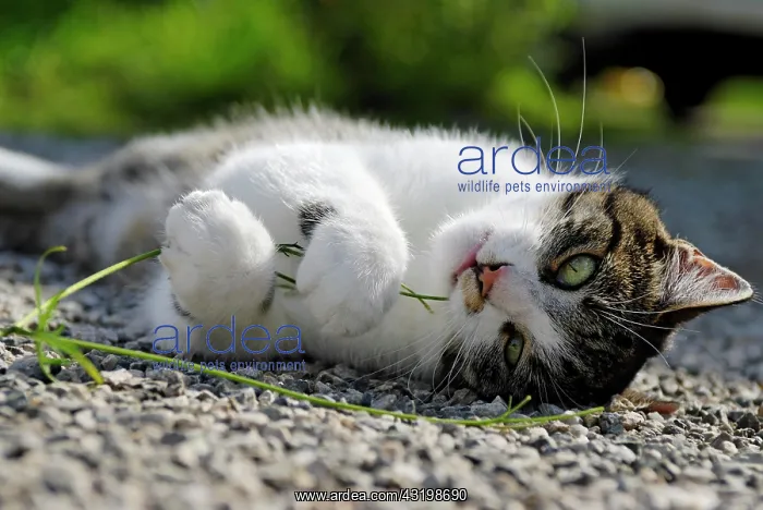 : Cat lies at the ground Katze spielt am Boden / : Cat lies at the ground Katze spielt am Boden /