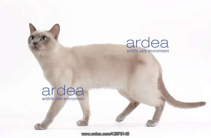  : Cat - Lilac Mink Tonkinese