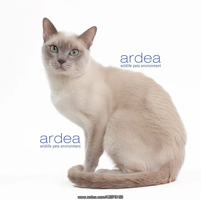  : Cat - Lilac mink Tonkinese
