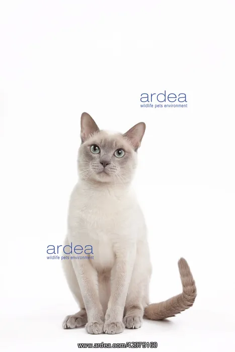 : Cat - Lilac Mink Tonkinese