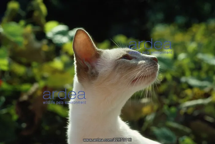  : CAT - Lilac point Siamese