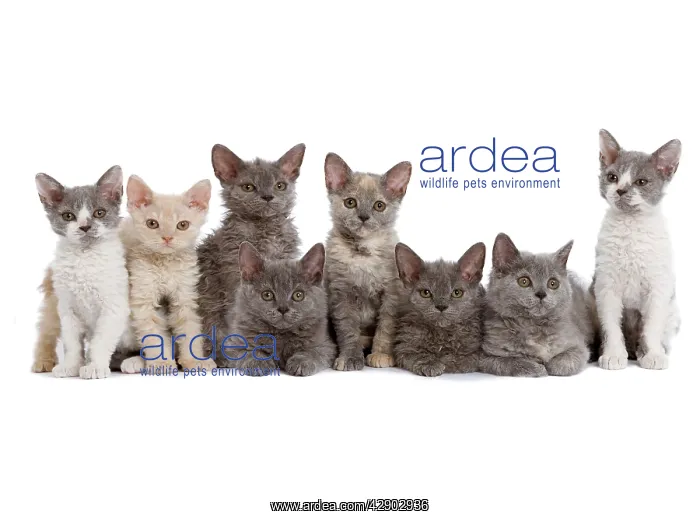  : Cat - line of kittens in studio