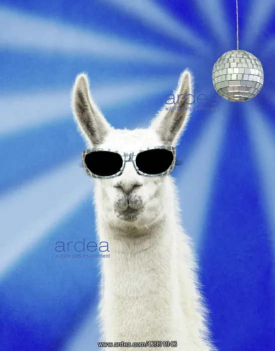 : CAT - Llama wearing sunglasses with disco ball : CAT - Llama wearing sunglasses with disco ball