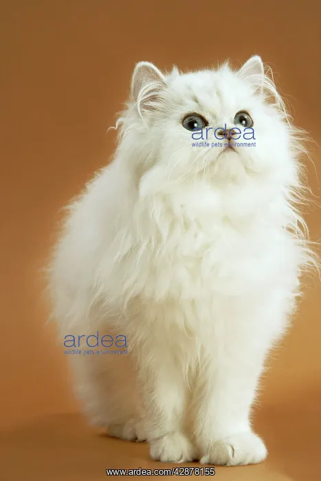 : Cat - long-haired Persian Chinchilla : Cat - long-haired Persian Chinchilla