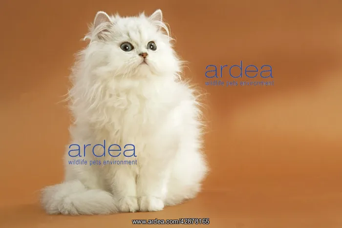 : Cat - long-haired Persian Chinchilla : Cat - long-haired Persian Chinchilla