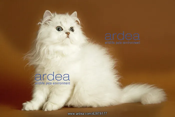 : Cat - long-haired Persian Chinchilla : Cat - long-haired Persian Chinchilla
