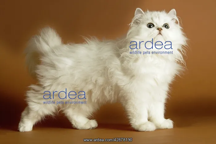 : Cat - long-haired Persian Chinchilla : Cat - long-haired Persian Chinchilla