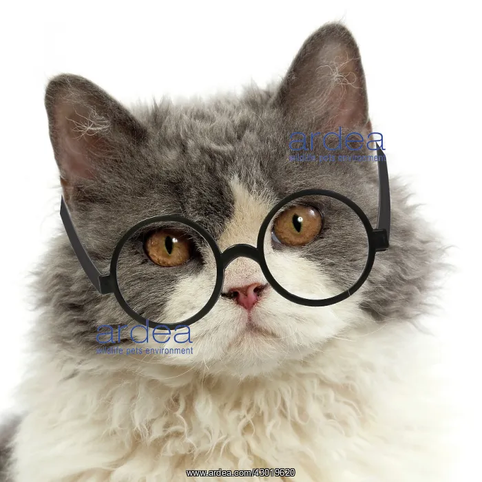  : Cat Long-haired Selkirk Rex