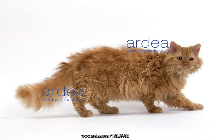  : Cat Long-haired Selkirk Rex