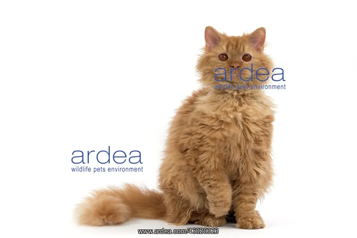 : Cat Long-haired Selkirk Rex