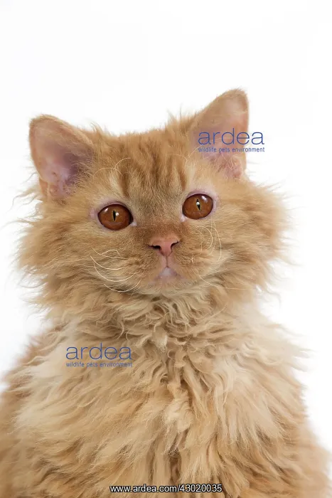  : Cat Long-haired Selkirk Rex