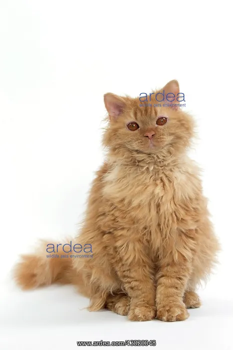 : Cat Long-haired Selkirk Rex