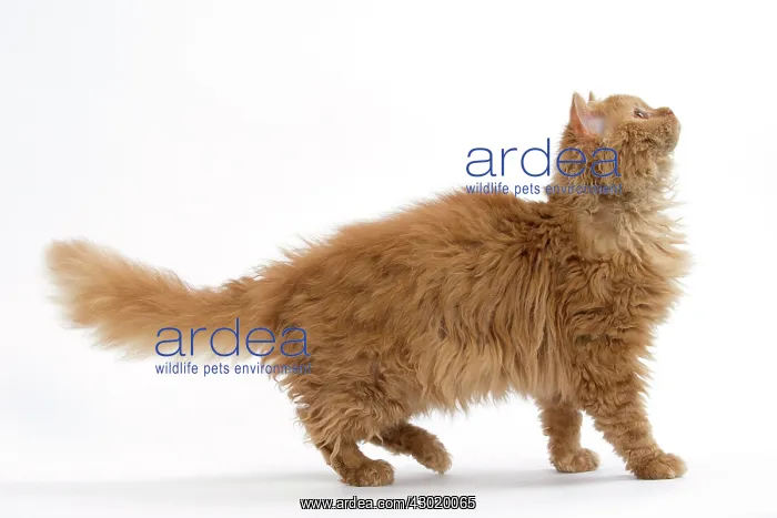 : Cat Long-haired Selkirk Rex