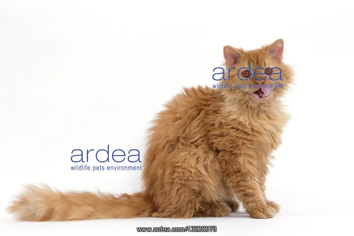  : Cat Long-haired Selkirk Rex