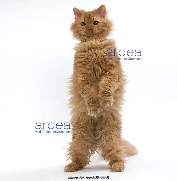  : Cat Long-haired Selkirk Rex