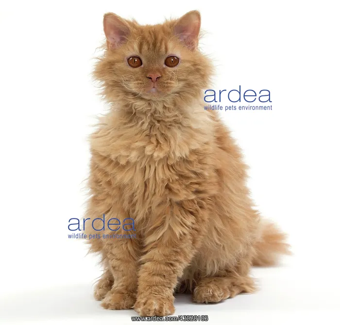 : Cat Long-haired Selkirk Rex