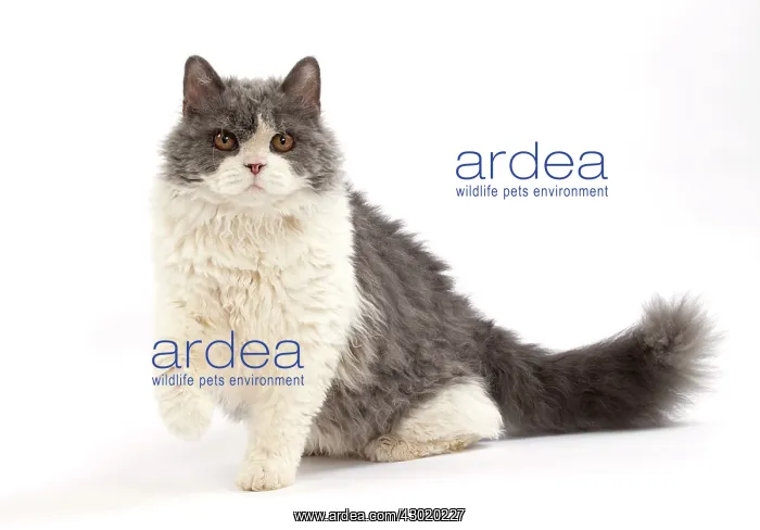  : Cat Long-haired Selkirk Rex