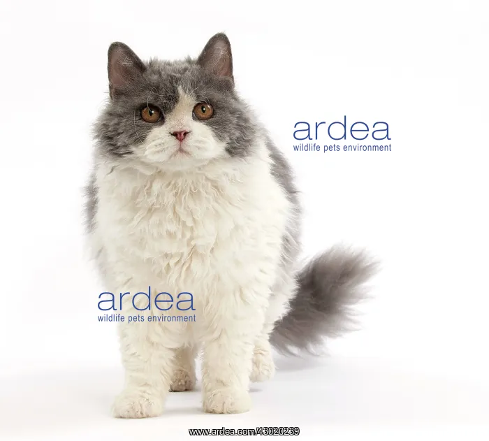  : Cat Long-haired Selkirk Rex