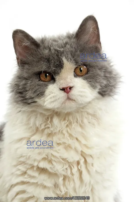  : Cat Long-haired Selkirk Rex