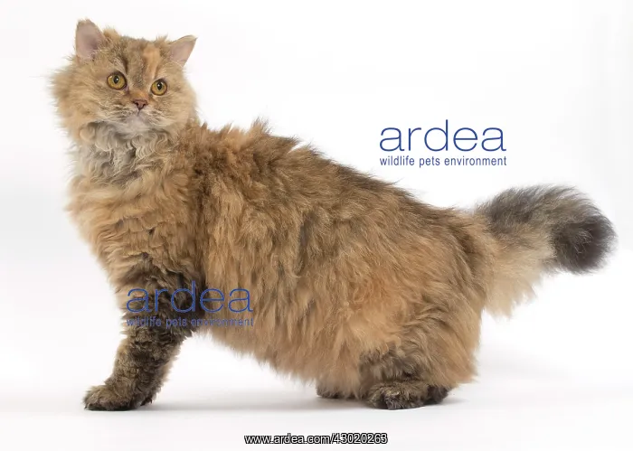 : Cat Long-haired Selkirk Rex