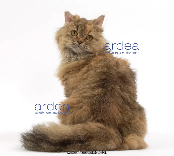  : Cat Long-haired Selkirk Rex