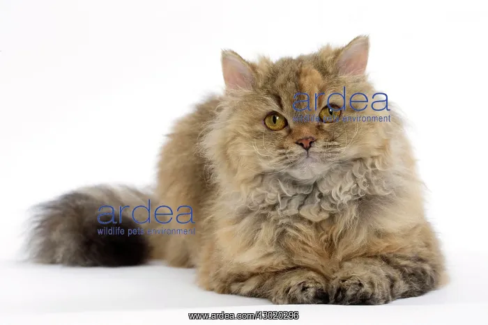  : Cat Long-haired Selkirk Rex