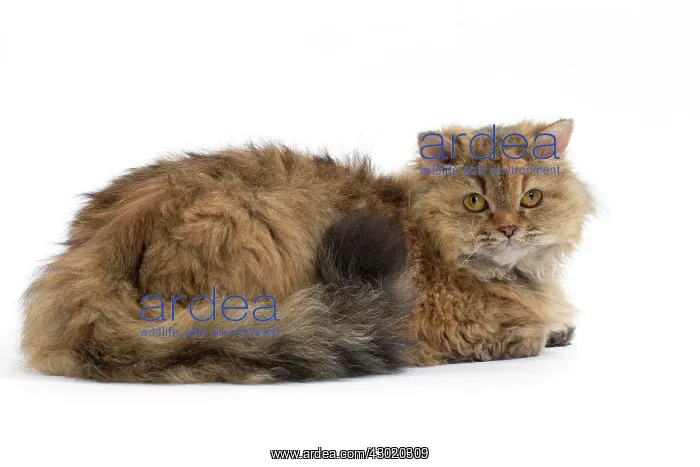  : Cat Long-haired Selkirk Rex