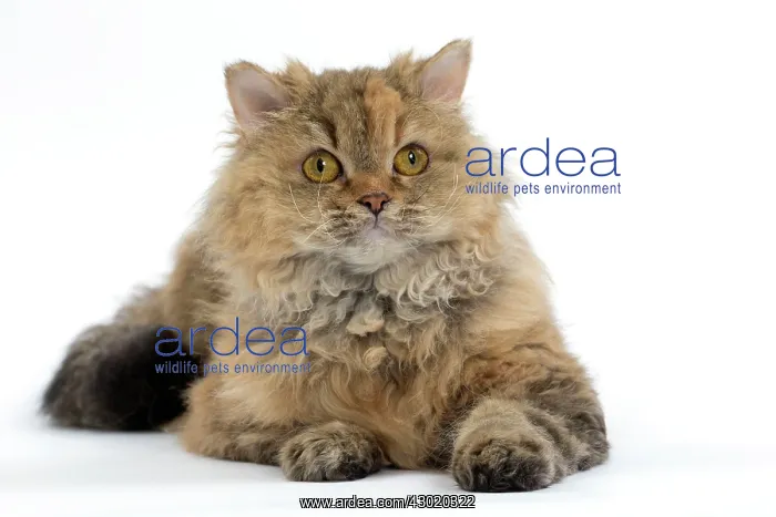  : Cat Long-haired Selkirk Rex