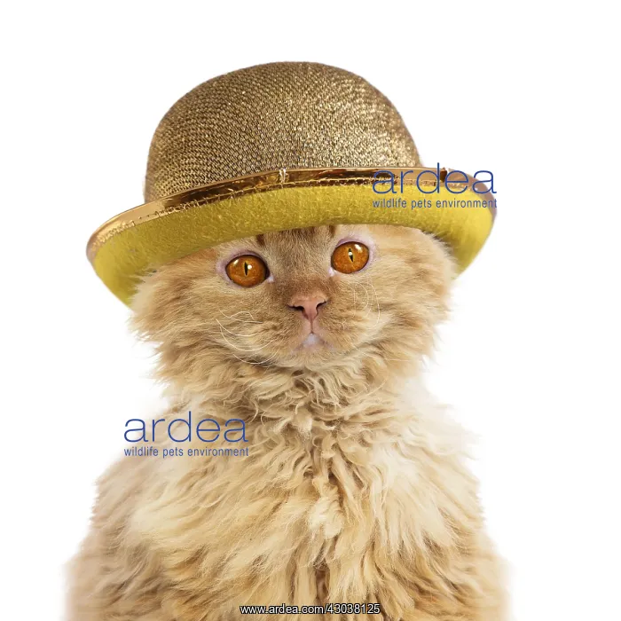 : Cat - Long-haired Selkirk Rex wearing golden bowler hat : Cat - Long-haired Selkirk Rex wearing golden bowler hat