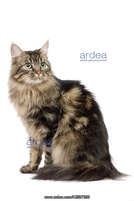  : Cat - long-haired tabby in studio