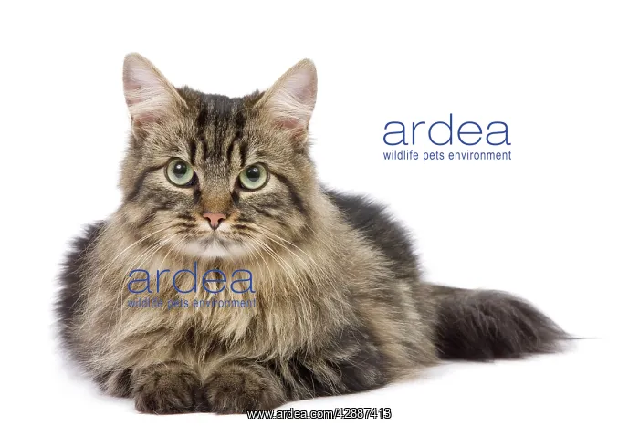  : Cat - long-haired tabby in studio