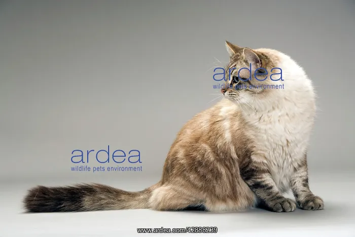 : Cat - long-haired, side view, sitting looking backwards