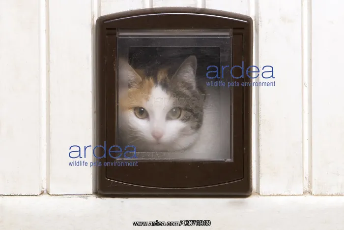: Cat looking through a catflap France : Cat looking through a catflap France