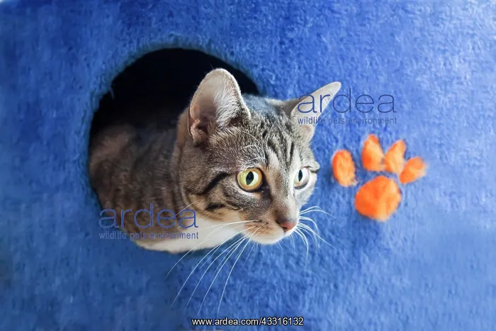 : Cat looking out of a hole : Cat looking out of a hole