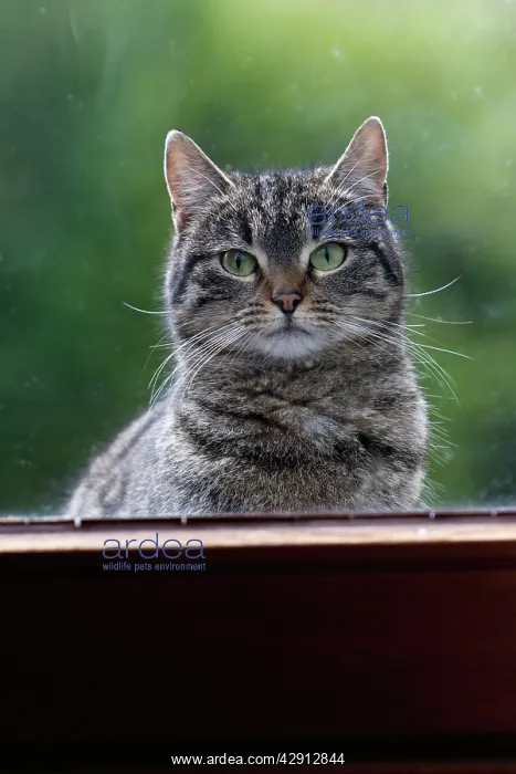 : Cat - looking through house window from outside : Cat - looking through house window from outside