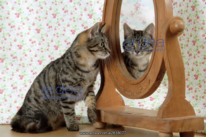 : Cat - looking in a mirror : Cat - looking in a mirror