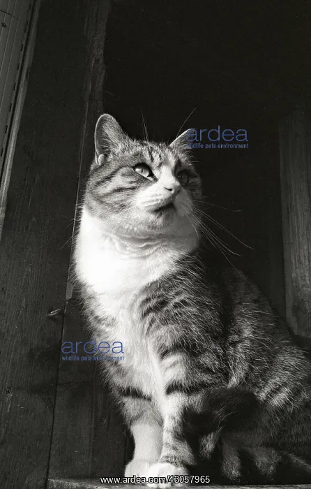 : Cat looking up Refuge of Beauregard France : Cat looking up Refuge of Beauregard France