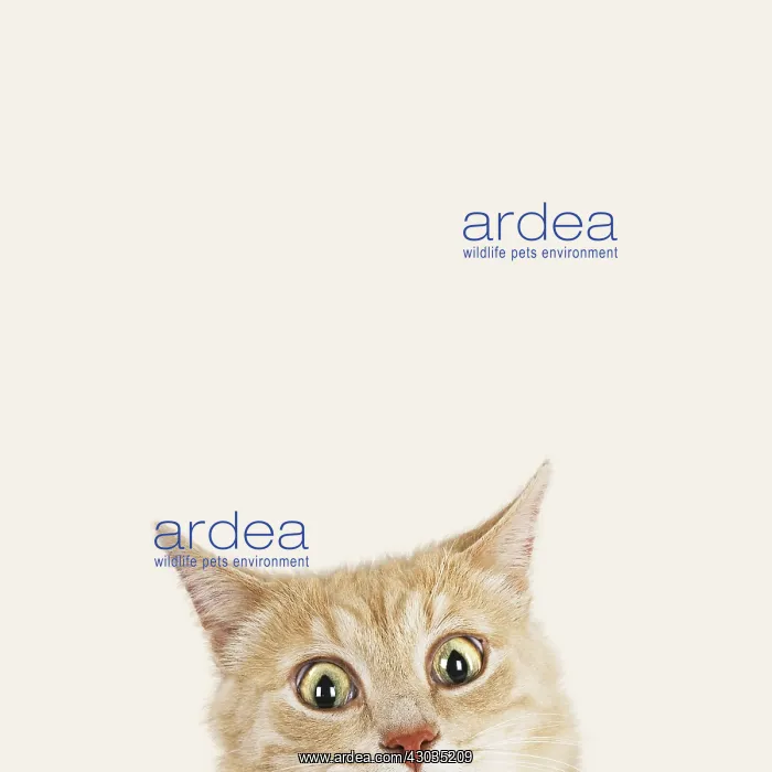  : Cat, looking surprised peering over the top