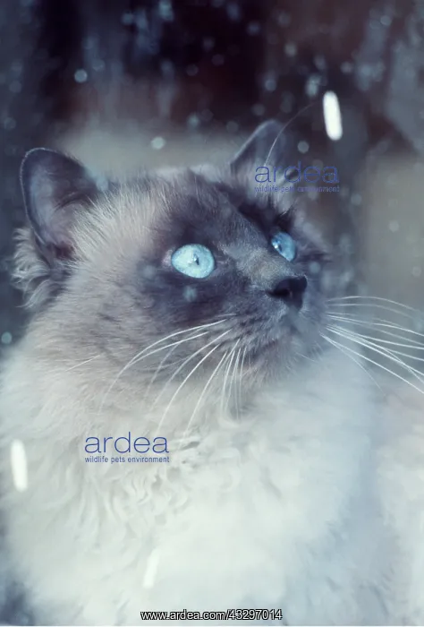 : Cat looking out of window, close-up of head : Cat looking out of window, close-up of head