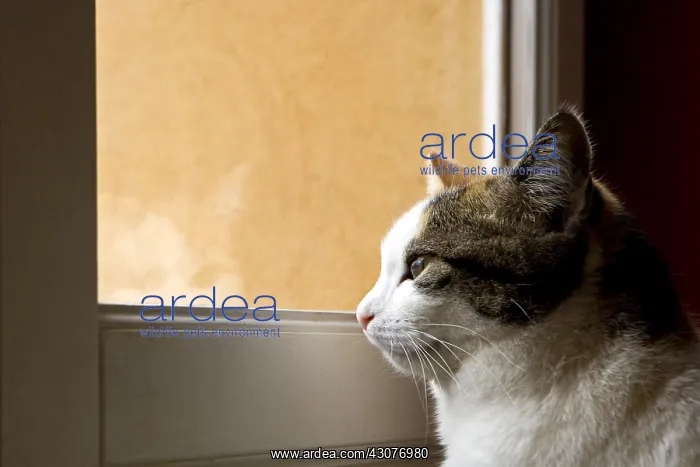 : Cat looking through the window of a house France : Cat looking through the window of a house France