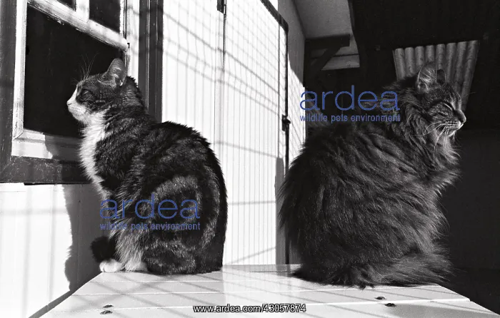 : Cat looking out the window Refuge of Beauregard France : Cat looking out the window Refuge of Beauregard France