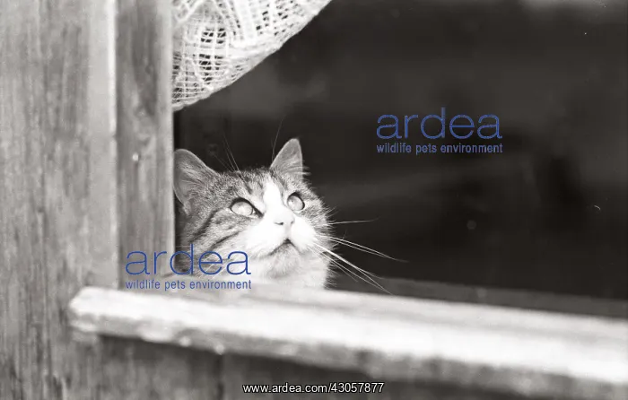  : Cat looking out the window Refuge of Beauregard France