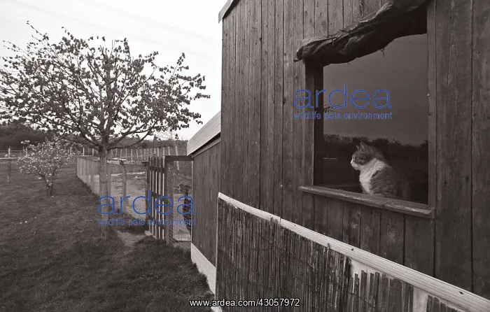 : Cat looking out the window Refuge of Beauregard France : Cat looking out the window Refuge of Beauregard France