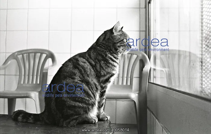 : Cat looking out the window Refuge of Beauregard France : Cat looking out the window Refuge of Beauregard France