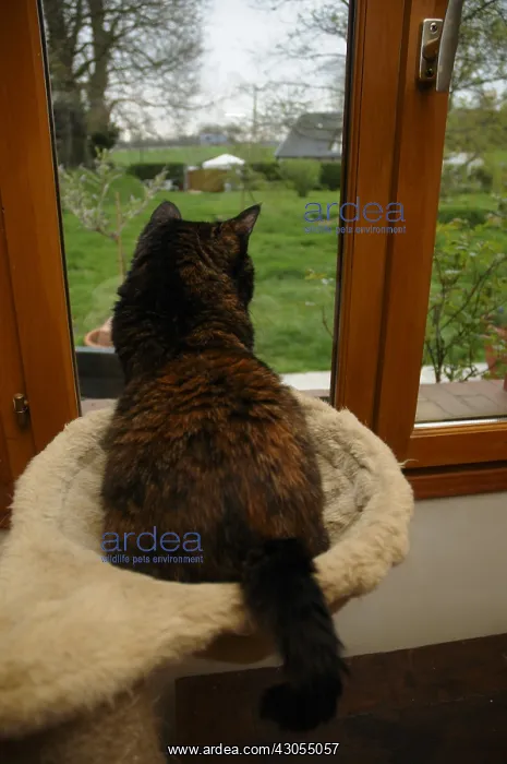 : Cat looking out the window sitting on a cat tree : Cat looking out the window sitting on a cat tree