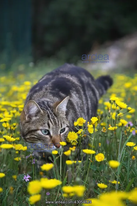 : Cat on the lookout in a field of dandelions France : Cat on the lookout in a field of dandelions France