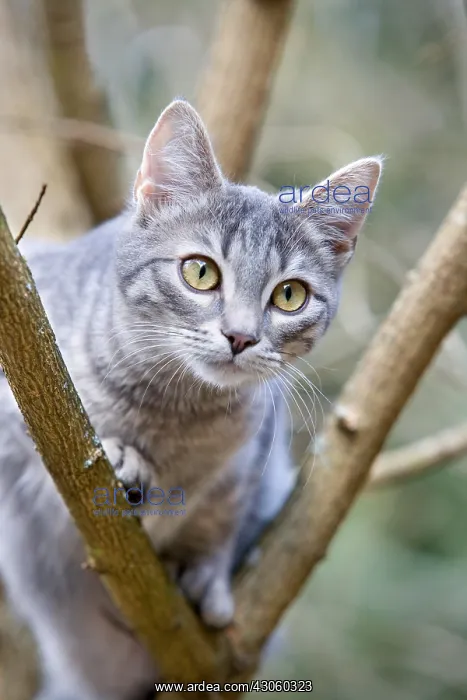 : Cat on the lookout in a tree Alsace France : Cat on the lookout in a tree Alsace France