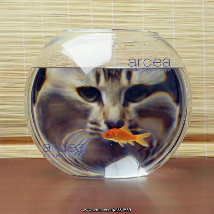 : Cat - looks at Goldfish in bowl : Cat - looks at Goldfish in bowl