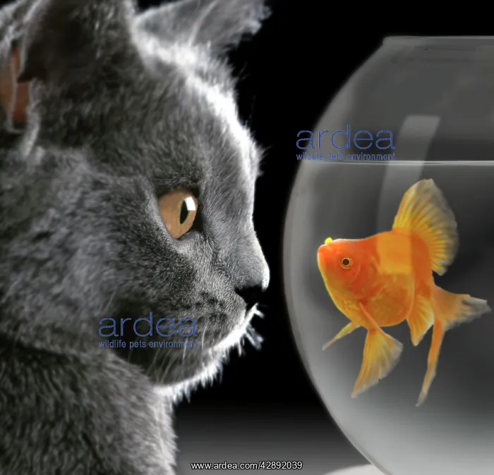 : Cat - looks at Goldfish in bowl : Cat - looks at Goldfish in bowl