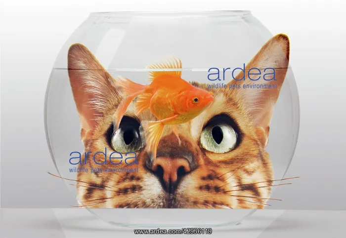 : Cat - looks at Goldfish in bowl : Cat - looks at Goldfish in bowl